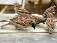 Sparrow