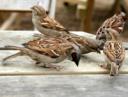 Sparrow