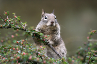 Inquisitive squirrel