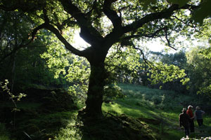 Coed Gelli Uchaf – an update