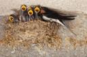 BirdTrack � Recording Bird Migration and Population Patterns