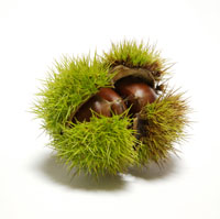 sweetchestnut.jpg