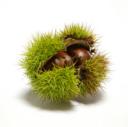 sweetchestnut.jpg
