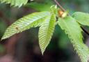 sweetchestnutleaf