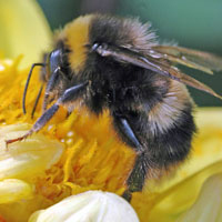 The birds and the bees