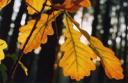 The Oak