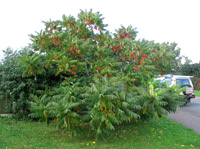 Tree of Heaven