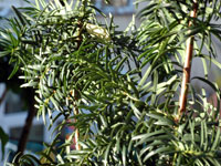 The Yew