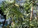 The Yew