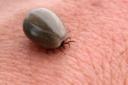 feeding tick