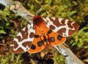 Tiger Moth - Arctia caja