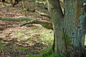 Forestry Comission disposals – more surprises!
