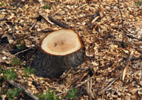 Estimating the Age of a Tree – Counting the annual rings