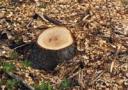 Estimating the Age of a Tree - Counting Rings