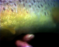 Trout tickling | The Woodlands.co.uk Blog Trout tickling | The Woodlands.co.uk Blog