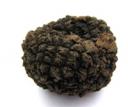 truffle
