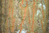 The Turkey or Iron Oak