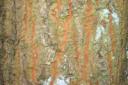 Turkey oak bark