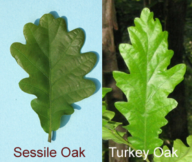 Comparison of sessile and turkey oak leaves