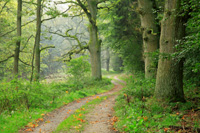 A track through a wood