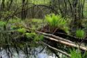 wet woodland