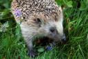 Hedgehogs
