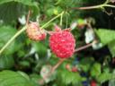 Wild food