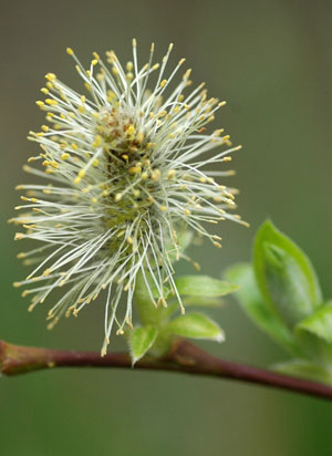 willow-2