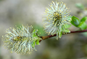 willow-flower