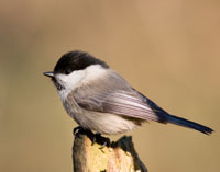 willow tit