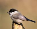 willow tit