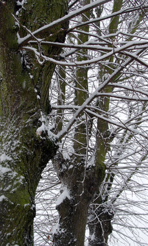 Weather and climate ……
