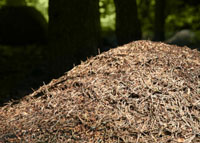 wood ant nest