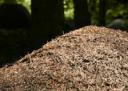 wood ant nest