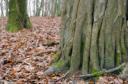 woodbanks.jpg