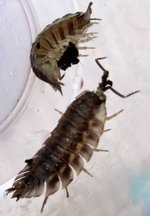 Cooking and eating woodlice (pillbugs) – a real bushcraft experience