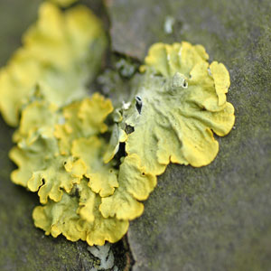yellow-lichen1