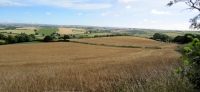  Corn Field