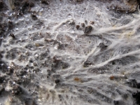  Fungal Mycelium