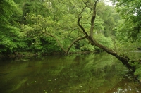 Tree over river