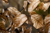 Marcescent Beech Leaves