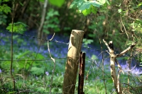 Bluebells and Fence