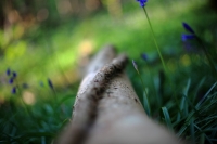 Bluebells and Branch