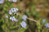 Bee and Forget-Me-Not