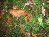 Moss and Leaf Litter