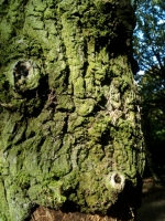 Tree Trunk looking like a Face