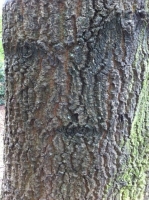 A Sad Face in a Tree