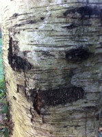 Trees Making Faces