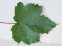 Sycamore leaf mature IHM