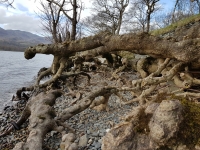 Lake erosion exposing tree roots